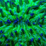 Foto de los tentáculos de un coral