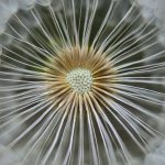 Foto de los detalles de una inflorescencia de un Dandelions
