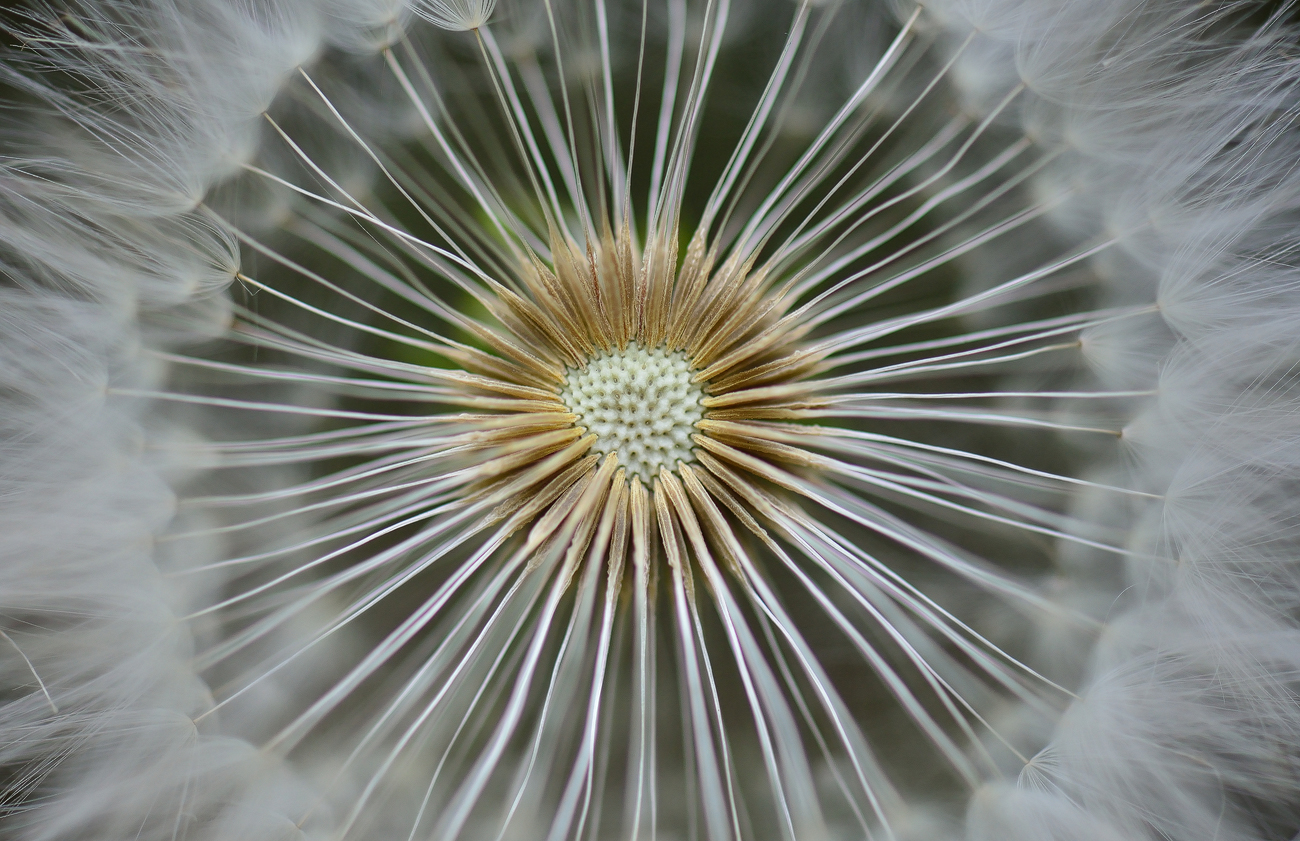 Foto de los detalles de una inflorescencia de un Dandelions