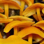 Foto de hongos en el bosque