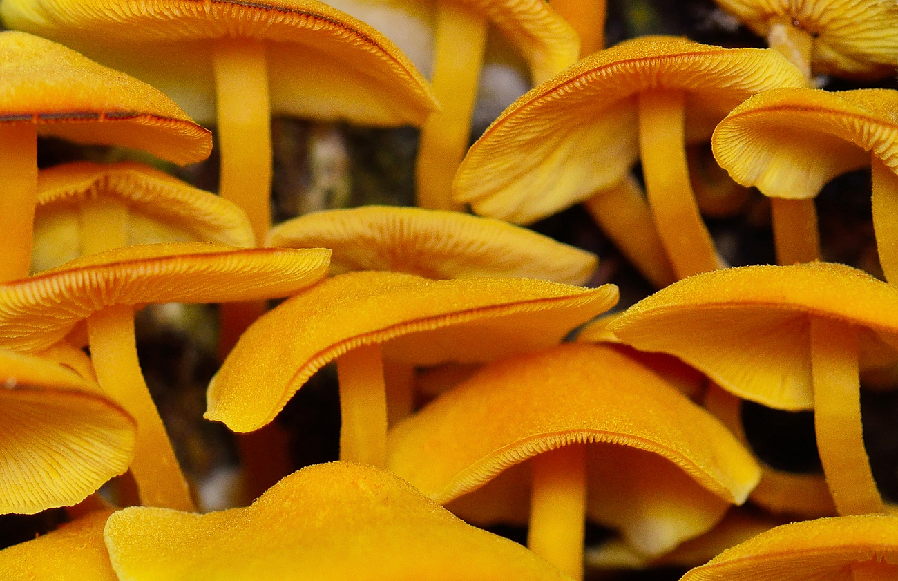 Foto de hongos en el bosque