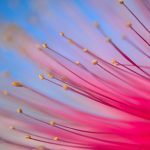 Foto de los estambres de una flor del árbol de Pseudobombax