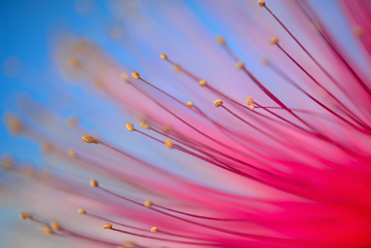 Foto de los estambres de una flor del árbol de Pseudobombax