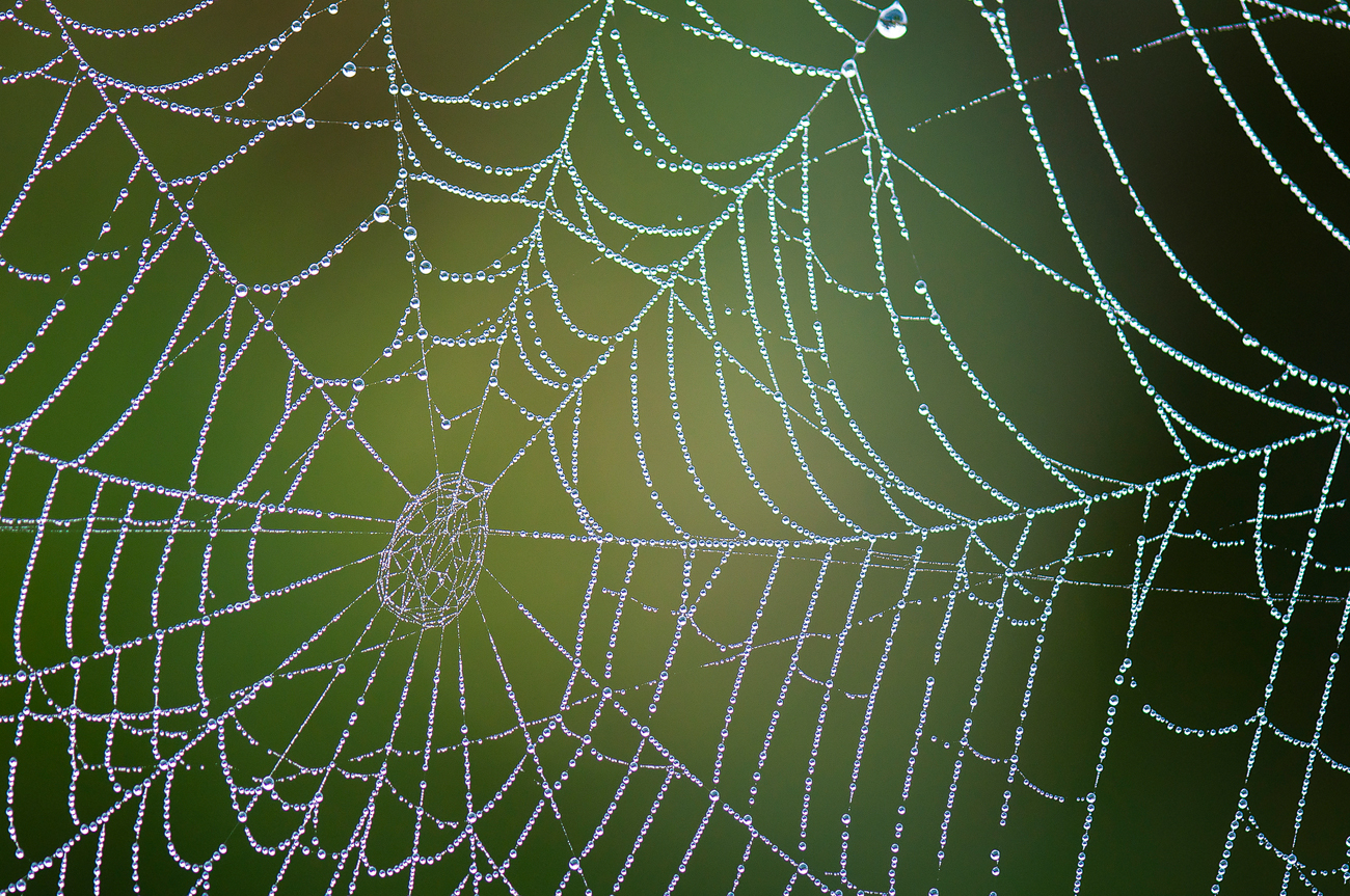 Foto de una telaraña forrada de rocío al amanecer