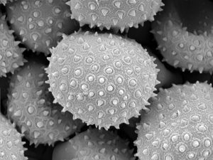 Foto de granos de polen tomada con el Microscopio Electrónico de Rastreo