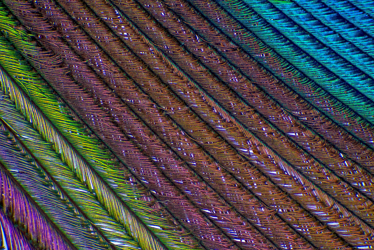 Fotos del detalle de la pluma de un pavo real