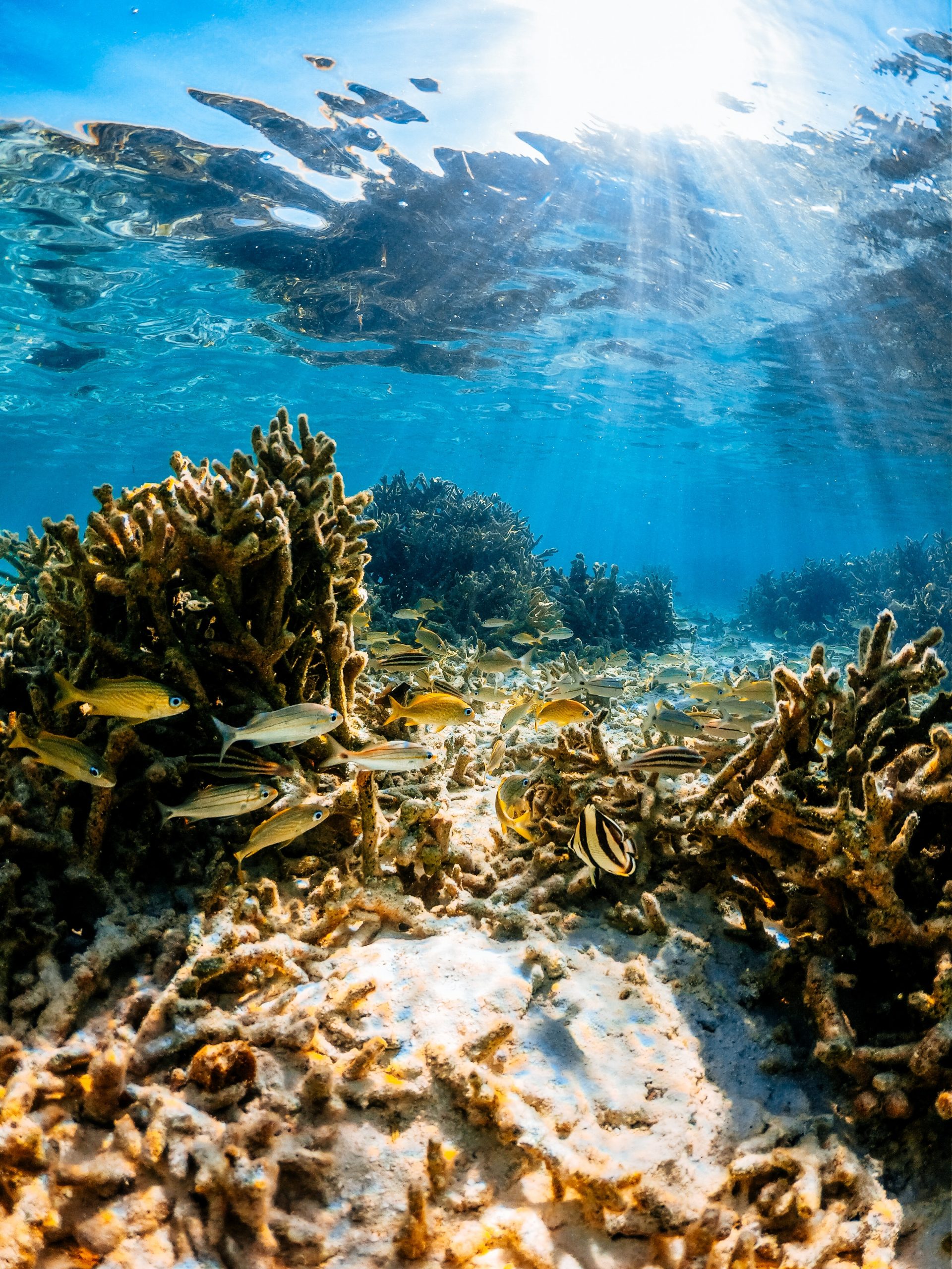 Omg! This Coral Reef Onlyfans Scandal Will Shock You! - xkqq633