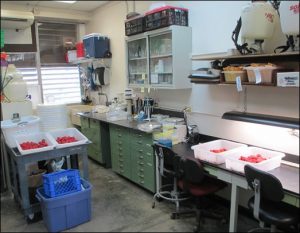 Laboratorio de Fitomejoramiento