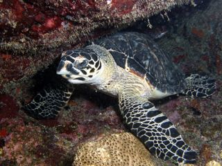 Photo of a marine turtle resting in a coral reef. 
