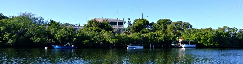 Photo of Isla Magueyes from the mainland dock. The main building can partially be seen behind the mangrove trees that grow around the island.