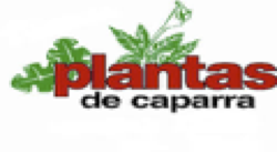Plantas de Caparra