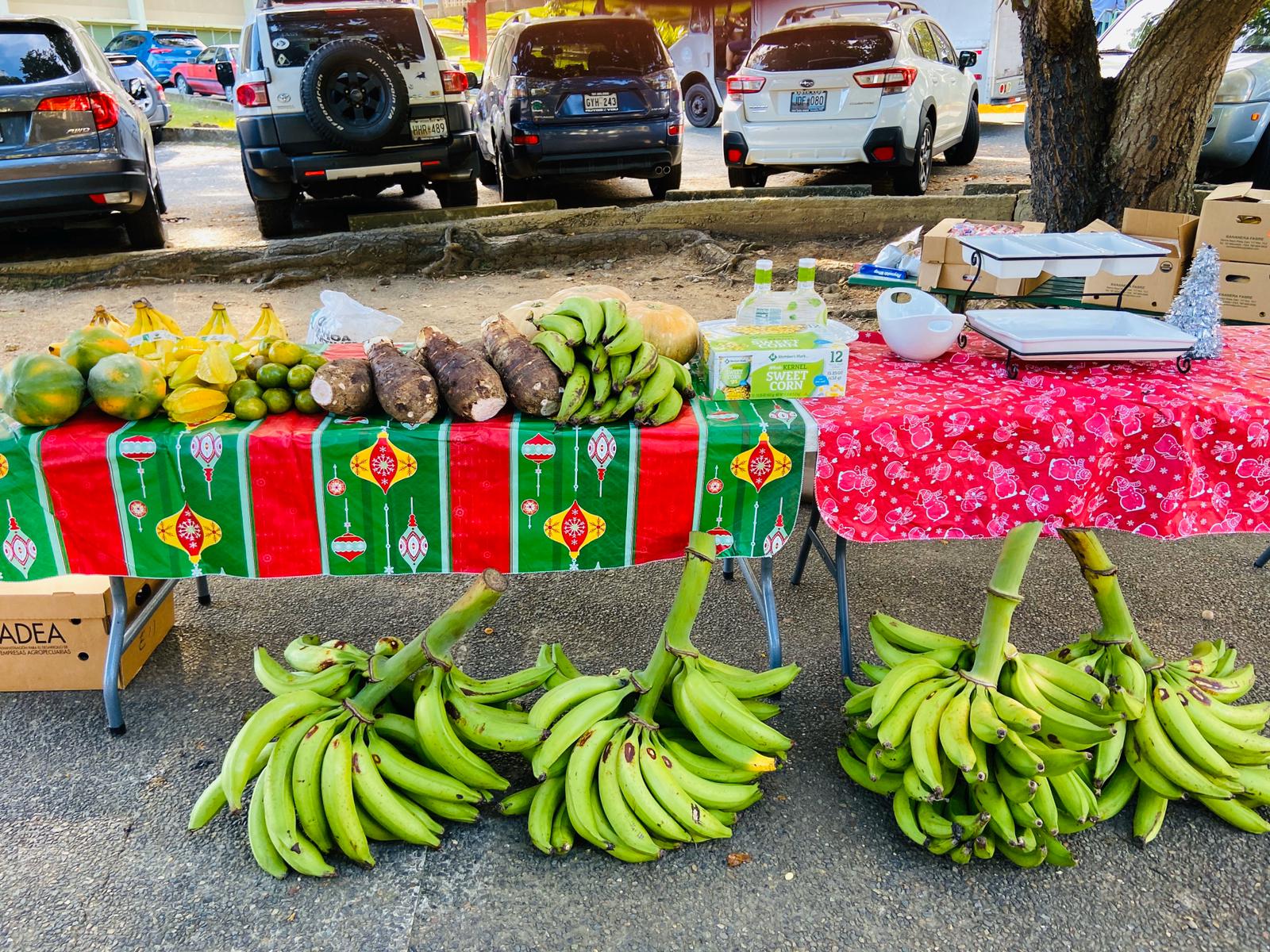 entrega de productos frescos, papayas, ñame, platano, calabazas y guineos.