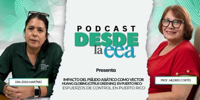 Impacto del psílido asiático como vector Huang Globing (citrus greening) en Puerto Rico: esfuerzos de control en Puerto Rico Impacto del psílido asiático como vector Huang Globing (citrus greening) en Puerto Rico: esfuerzos de control en Puerto Rico