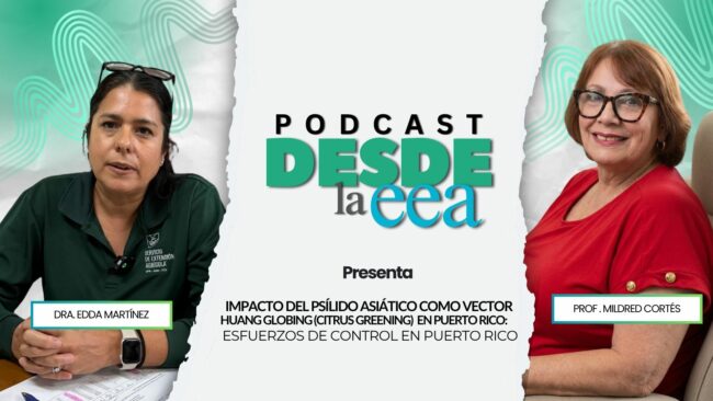 Impacto del psílido asiático como vector Huang Globing (citrus greening) en Puerto Rico: esfuerzos de control en Puerto Rico Impacto del psílido asiático como vector Huang Globing (citrus greening) en Puerto Rico: esfuerzos de control en Puerto Rico