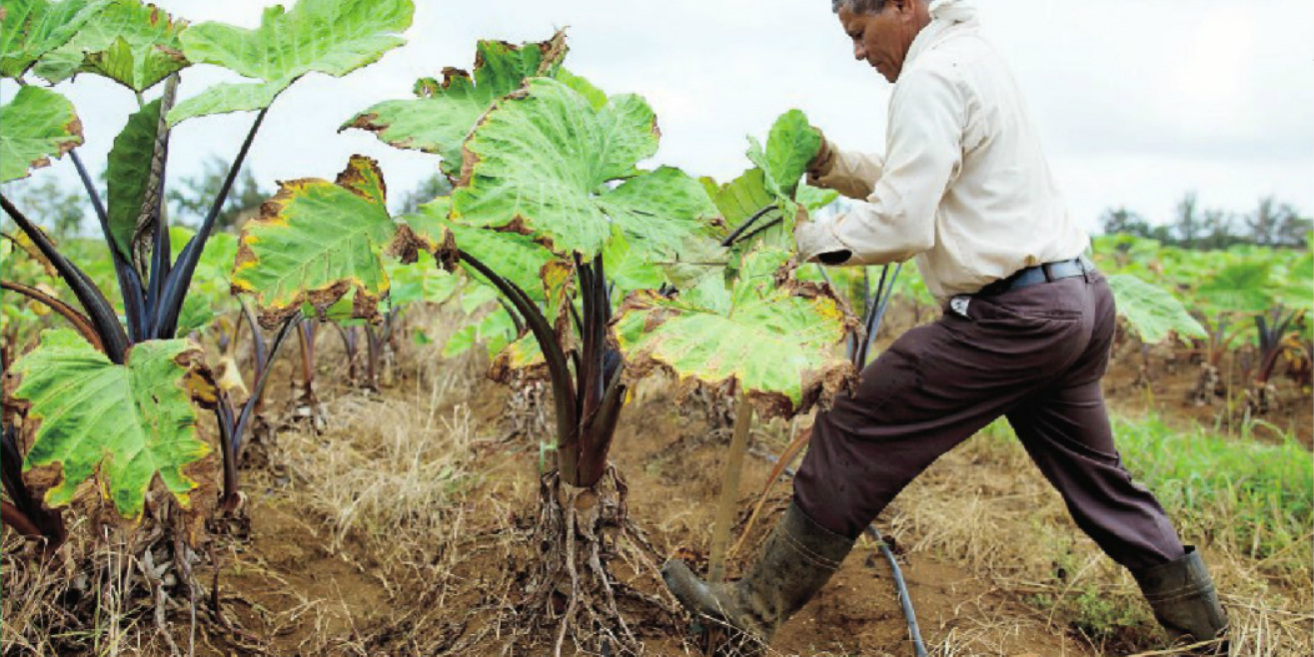 hombre trabajando con un tallo