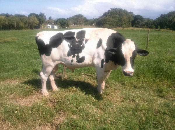 vacaspelonas-600×445 vaca pelona