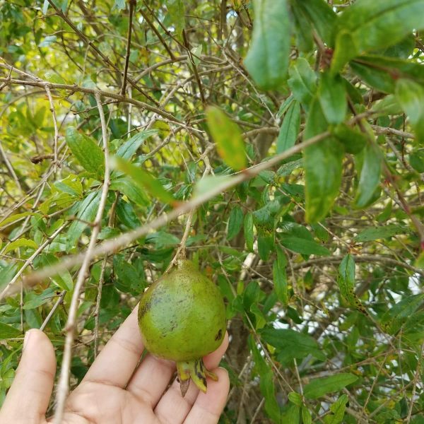 image6 image6