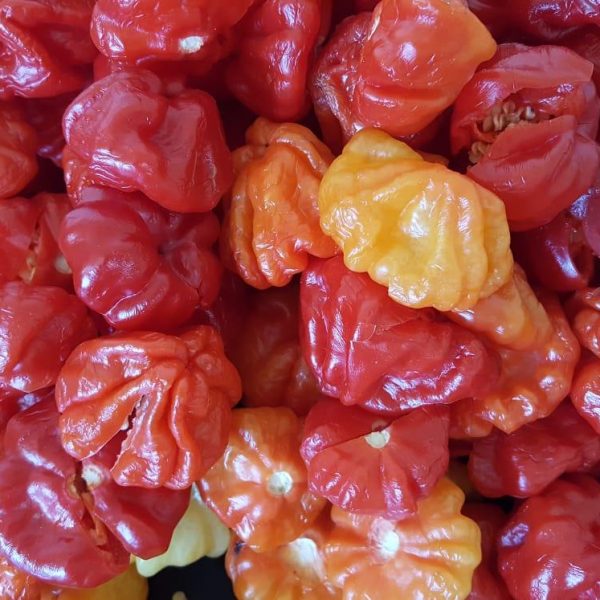 image8 image8
