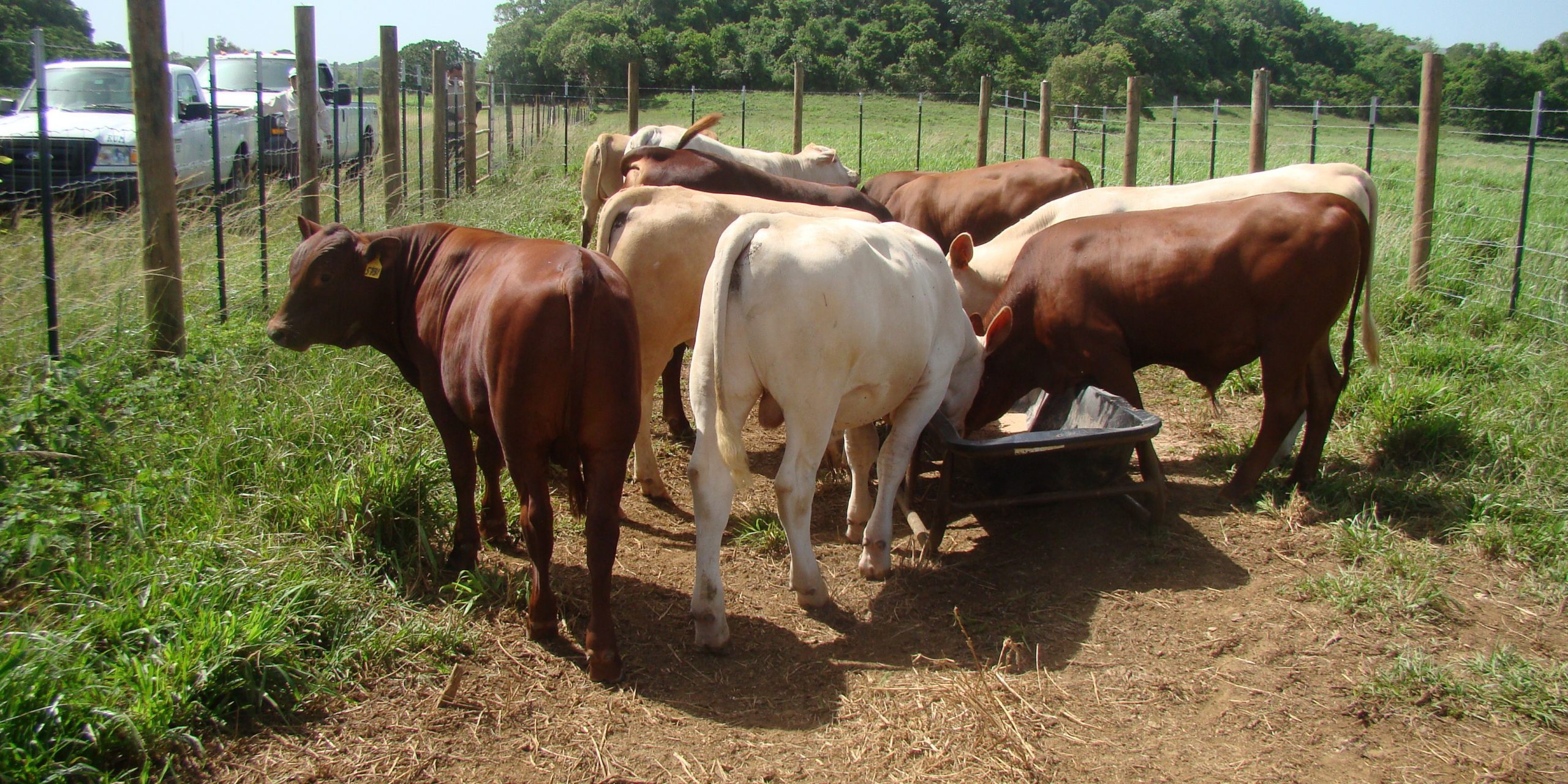 2008 Creep Feeding becerros Senepol y Charolais x Senepol
