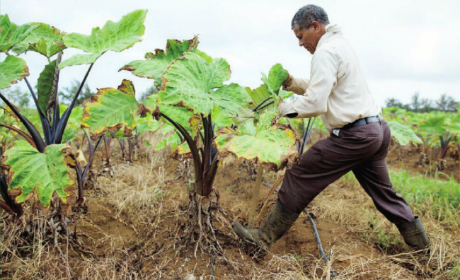 hombre trabajando con un tallo