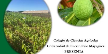 Actividad de Hortalizas