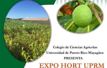 Actividad de Hortalizas