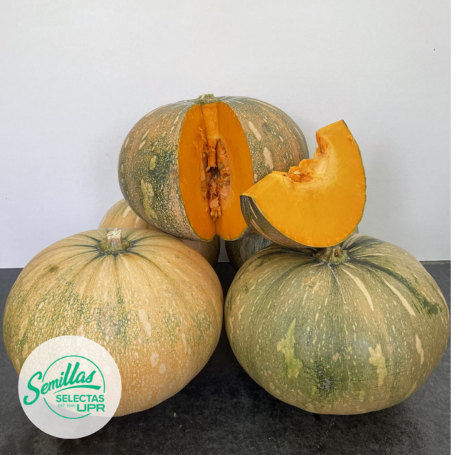 Calabaza - Taína Dorada