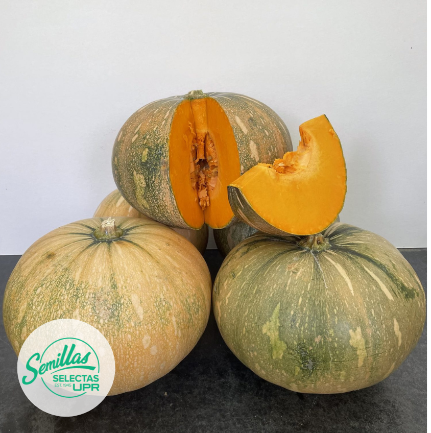 Calabaza - Taína Dorada