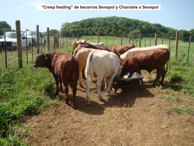 2008 Creep Feeding becerros Senepol y Charolais x Senepol