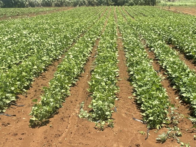 Habichuela Blanca - Verano - Image 2