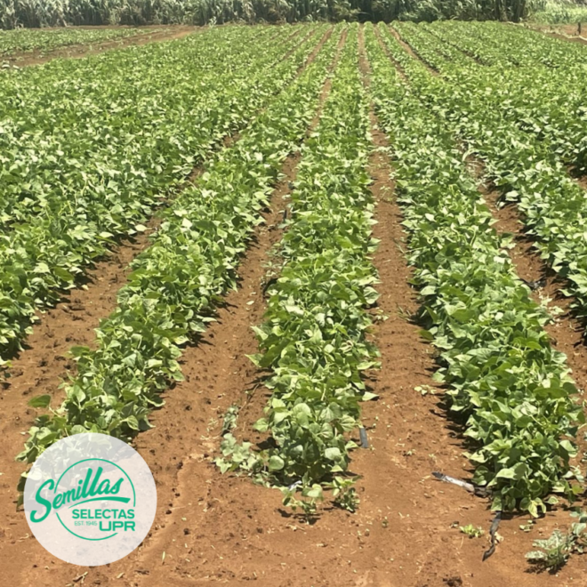 Habichuela Blanca - Verano