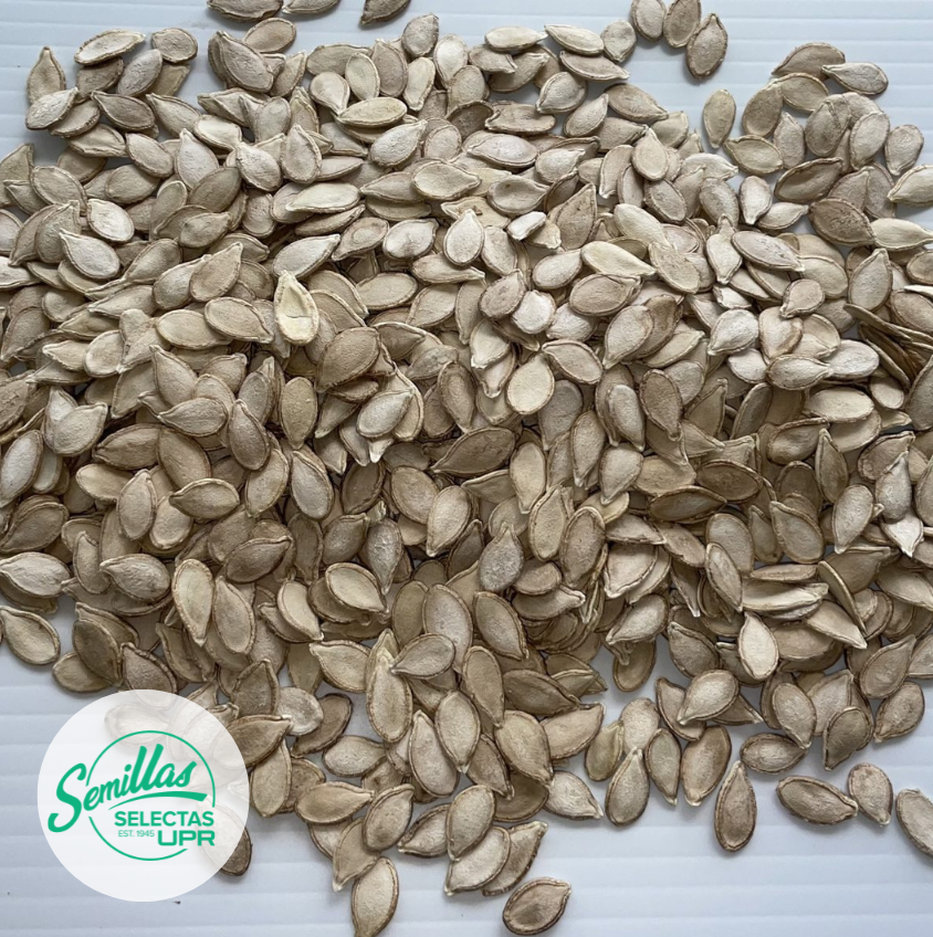 Calabaza - Soler