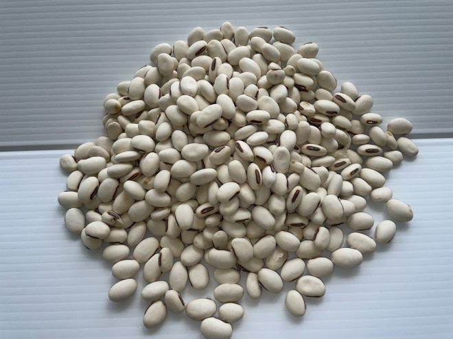 Canavalia