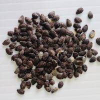 Parcha - Passion Fruit (Criolla)