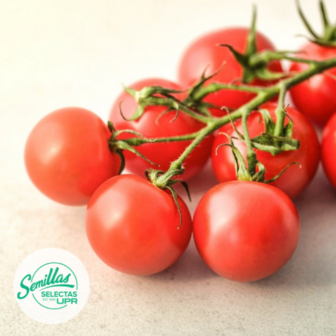 Tomate - Cherry