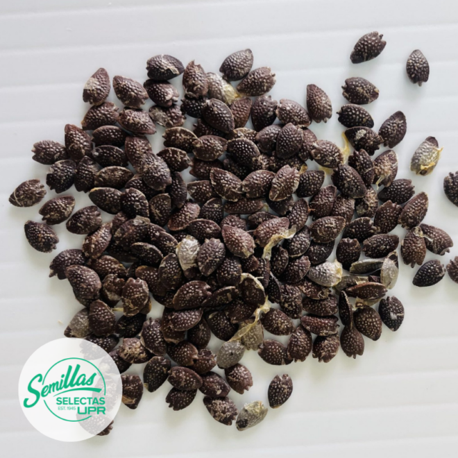 Parcha - Passion Fruit (Amarilla)