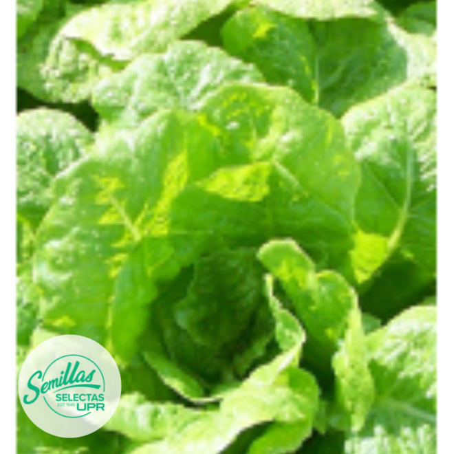 Lechuga - Queensland