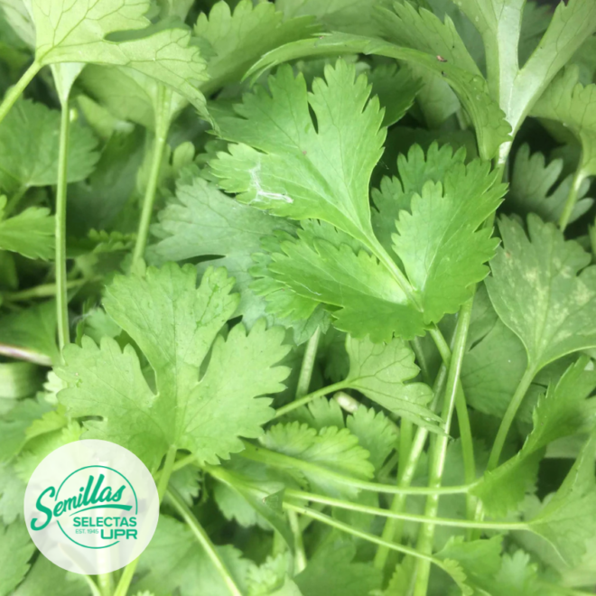 Cilantrillo / Coriander