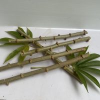 Yuca - Semilla (Esquejes) - EEA Lajas - Image 2