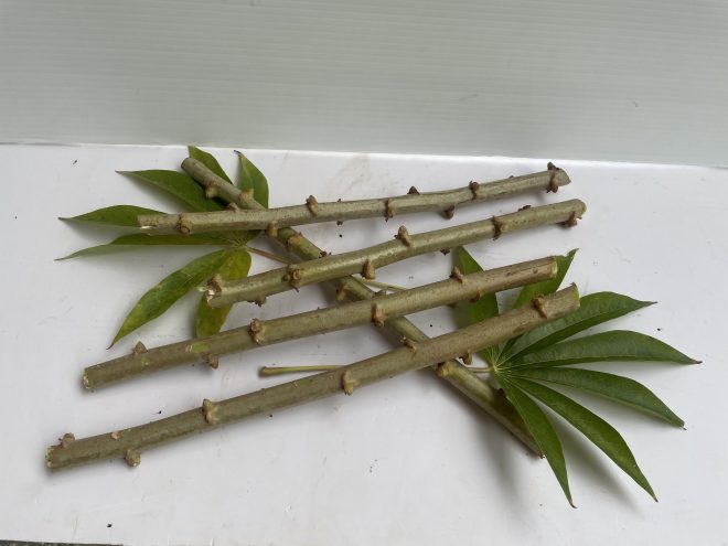 Yuca - Semilla (Esquejes) - EEA Lajas - Image 2
