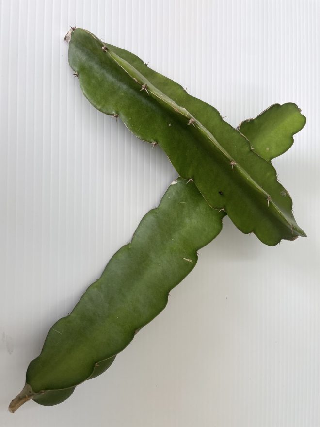 Pitahaya - Semilla (Esquejes) - EEA Lajas