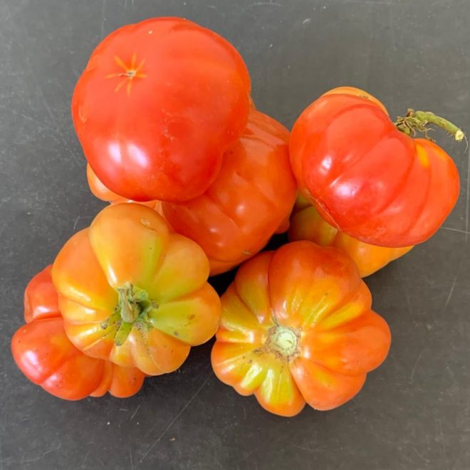 TOMATE PLATILLO