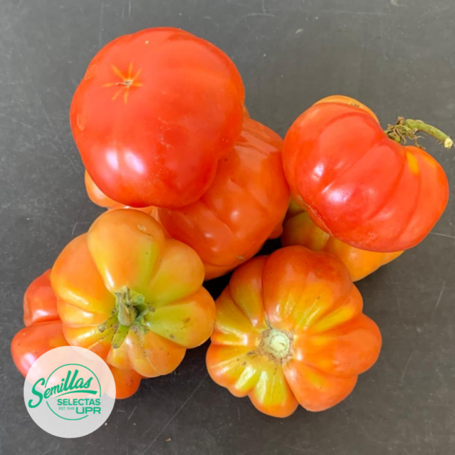 Tomate Platillo