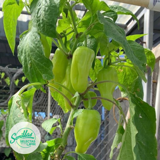 pimiento blanco