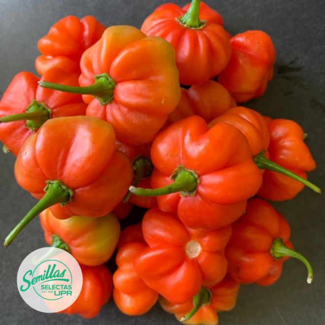 Aji dulce
