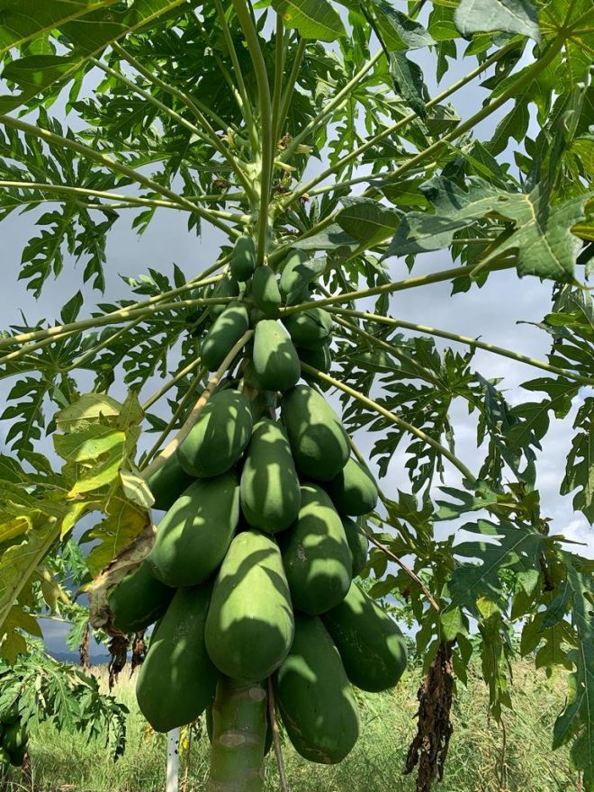PAPAYA MARADOL ROJA