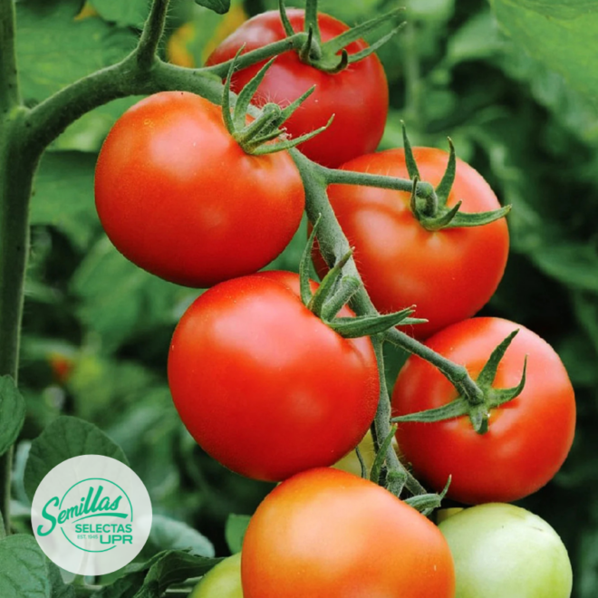 Tomate-Floradade
