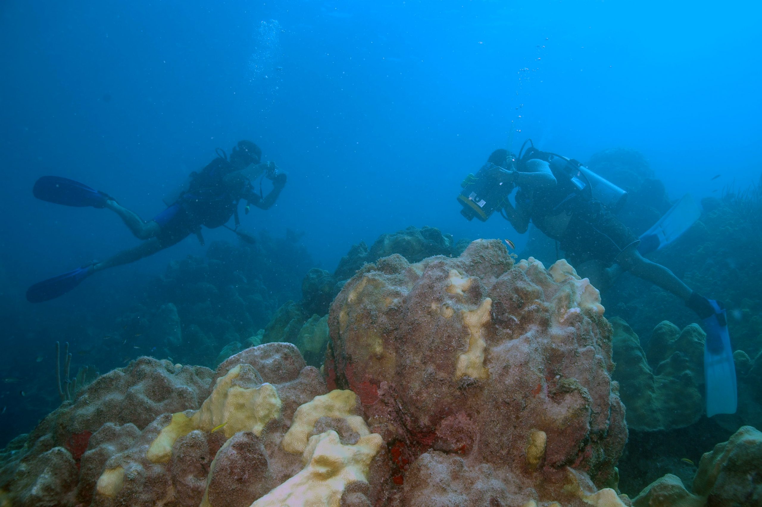 coral01