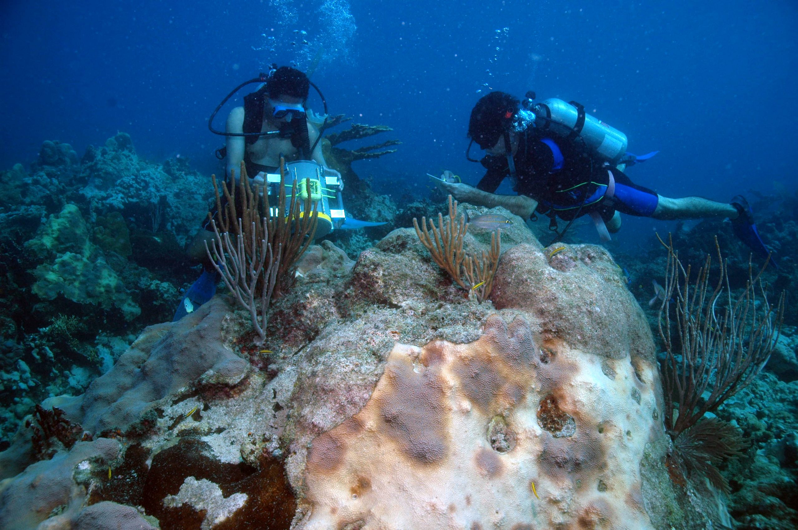 coral03