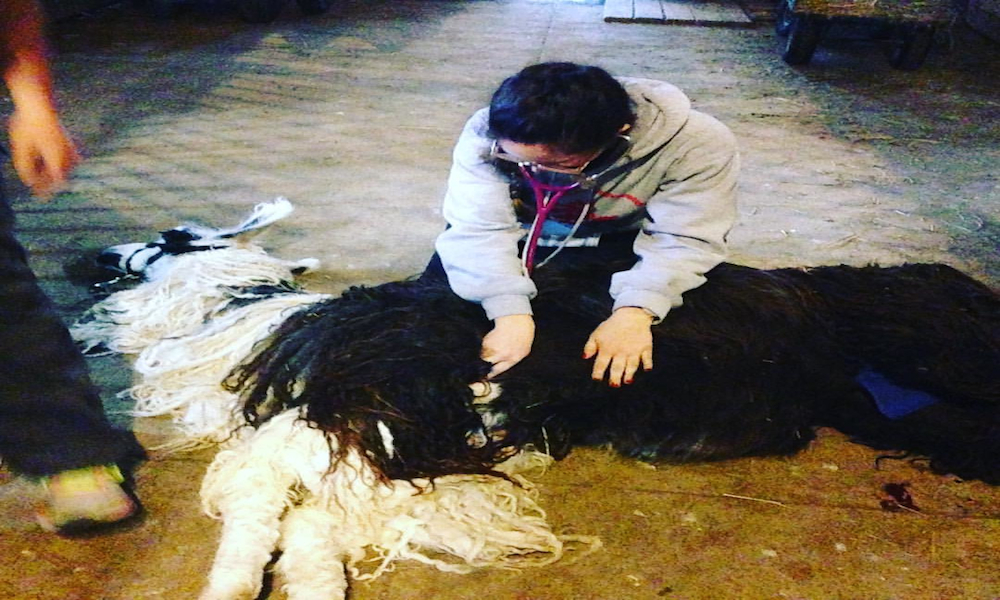 Natalie se encuentra ya en su año de rotaciones, atendiendo diversos animales. (Suministrada)